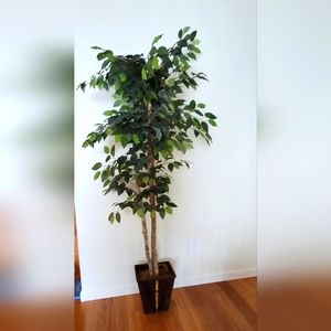 6' Ficus Silk Tree